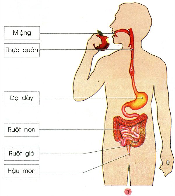 Tiêu hóa thức ăn