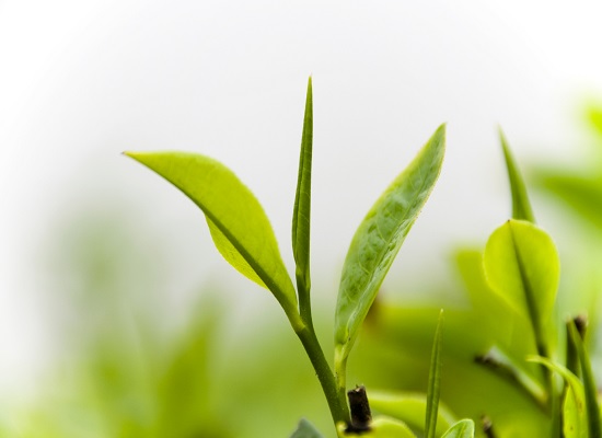 Catechin là thành quan trọng nhất trong trà xanh