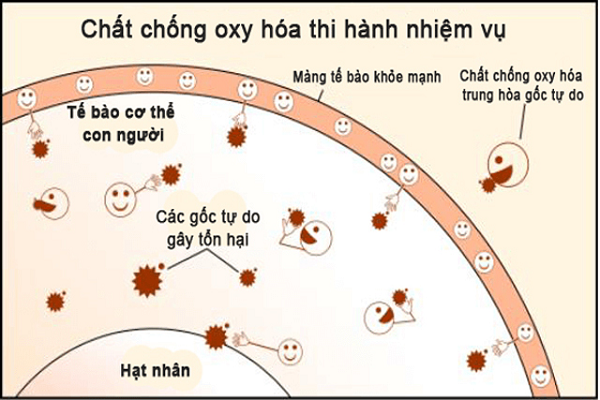 Glutathione chống oxy hóa mạnh
