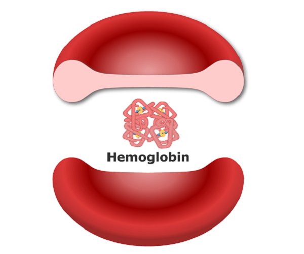 Hemoglobin