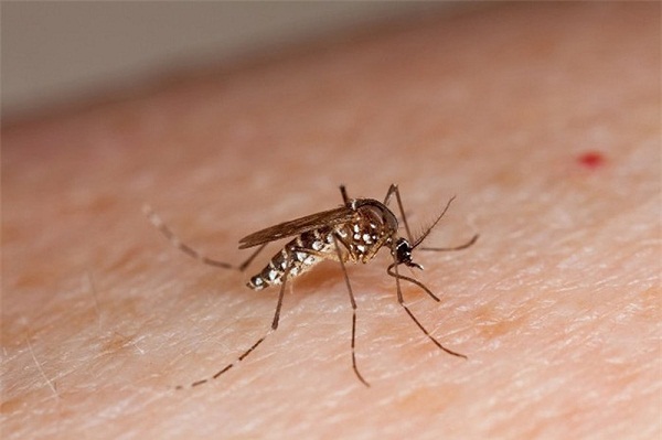 Sốt xuất huyết do muỗi vằn truyền virus Dengue 