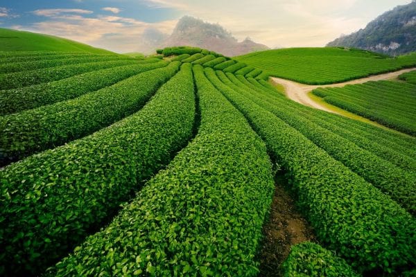 EGCG trong trà xanh được xem là thần dược cho sức khỏe con người